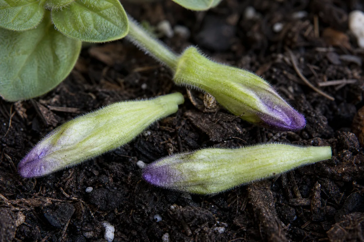 Close-up of Bud Drop on Petunia - diagnostic detail