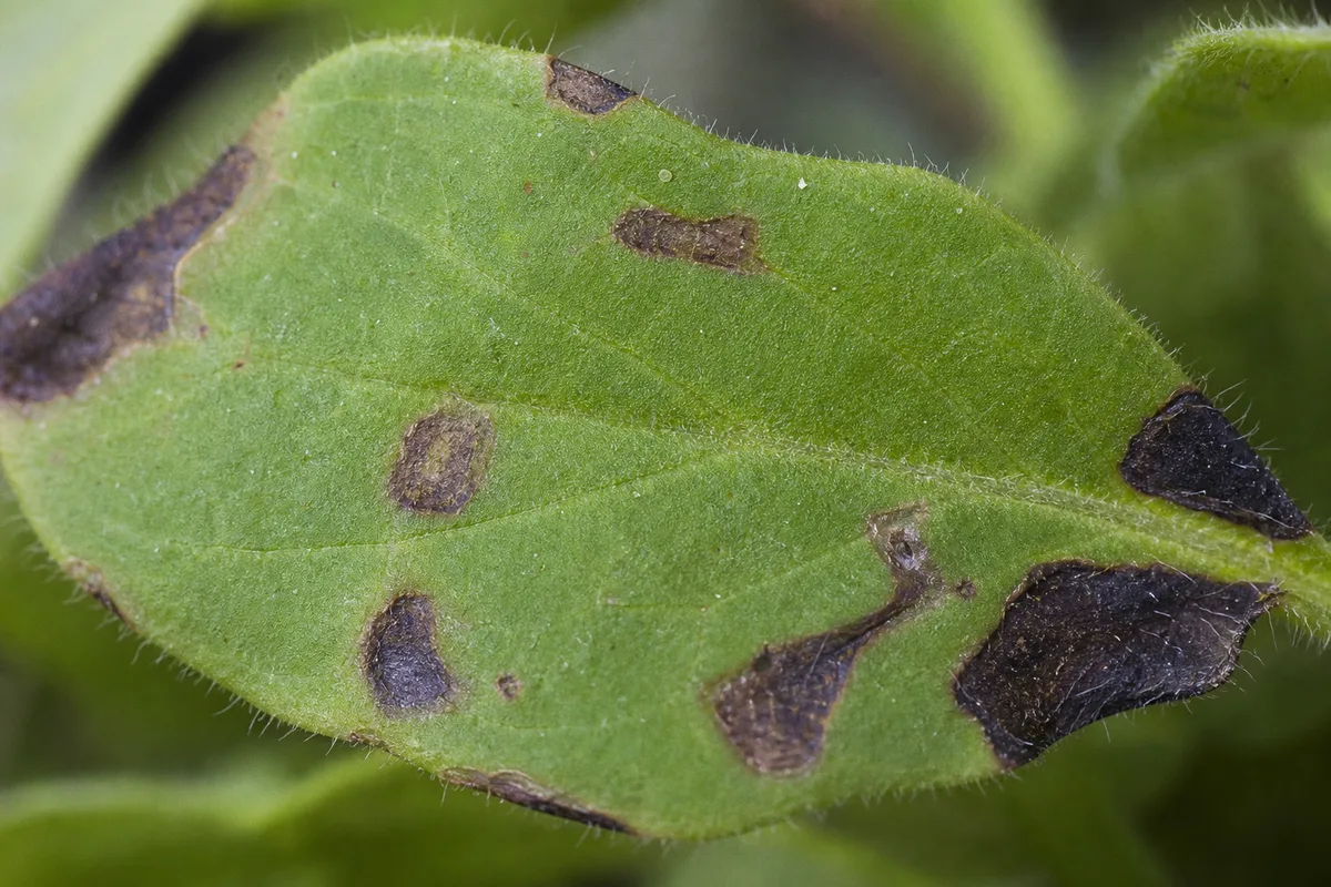 Close-up of frost-blackened petunia leaf edges on a container rim after a light freeze