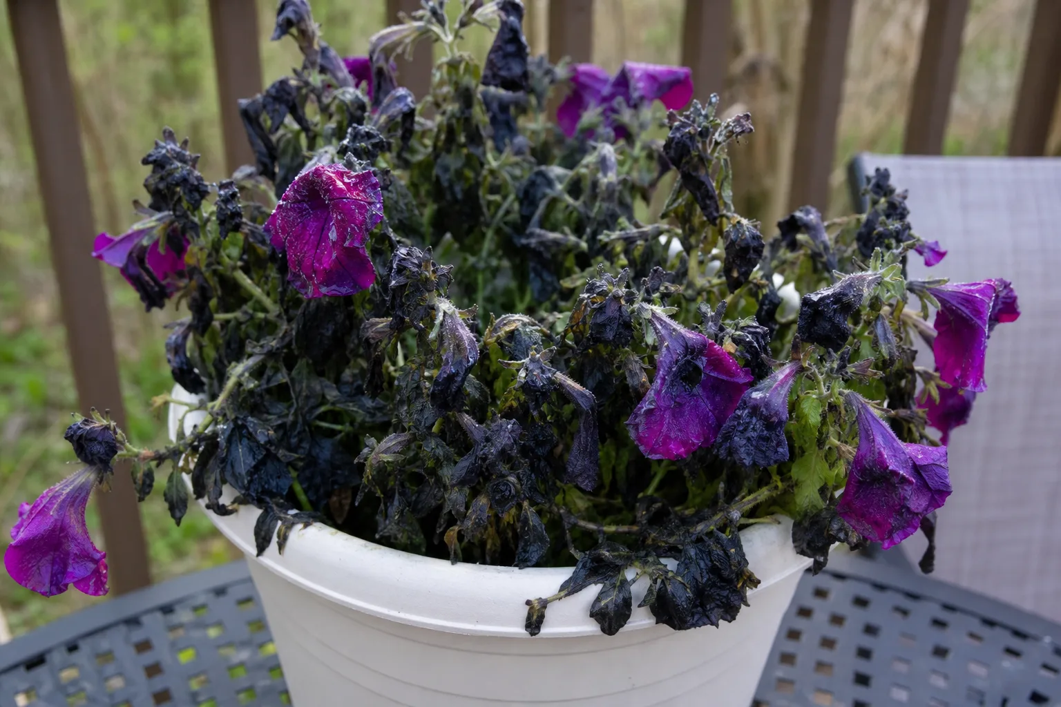 Purple trailing petunias in a frost-nipped hanging basket on a patio railing after an overnight chill