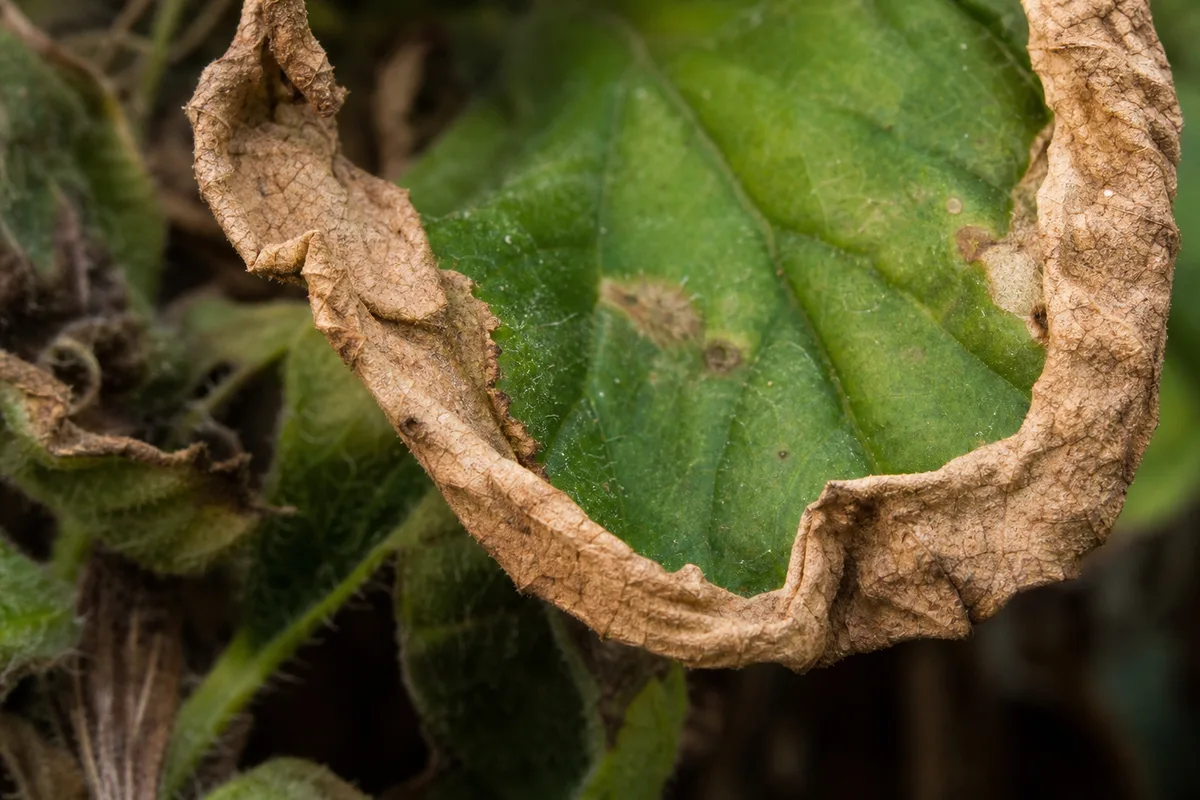 Close-up of Crispy Leaves on Petunia - diagnostic detail