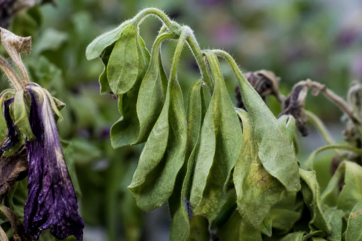Close-up of Drooping Leaves on Petunia - diagnostic detail