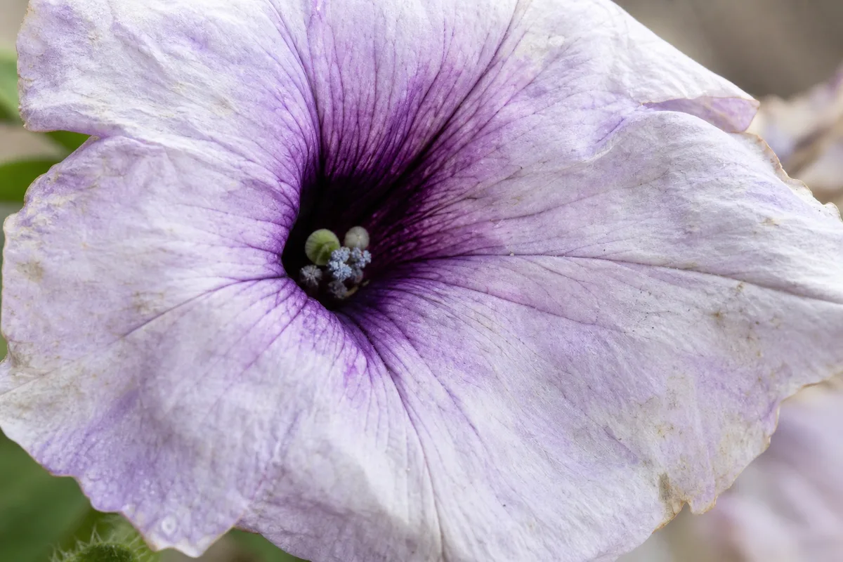 Petunia example: premature senescence pattern after stress on open blooms