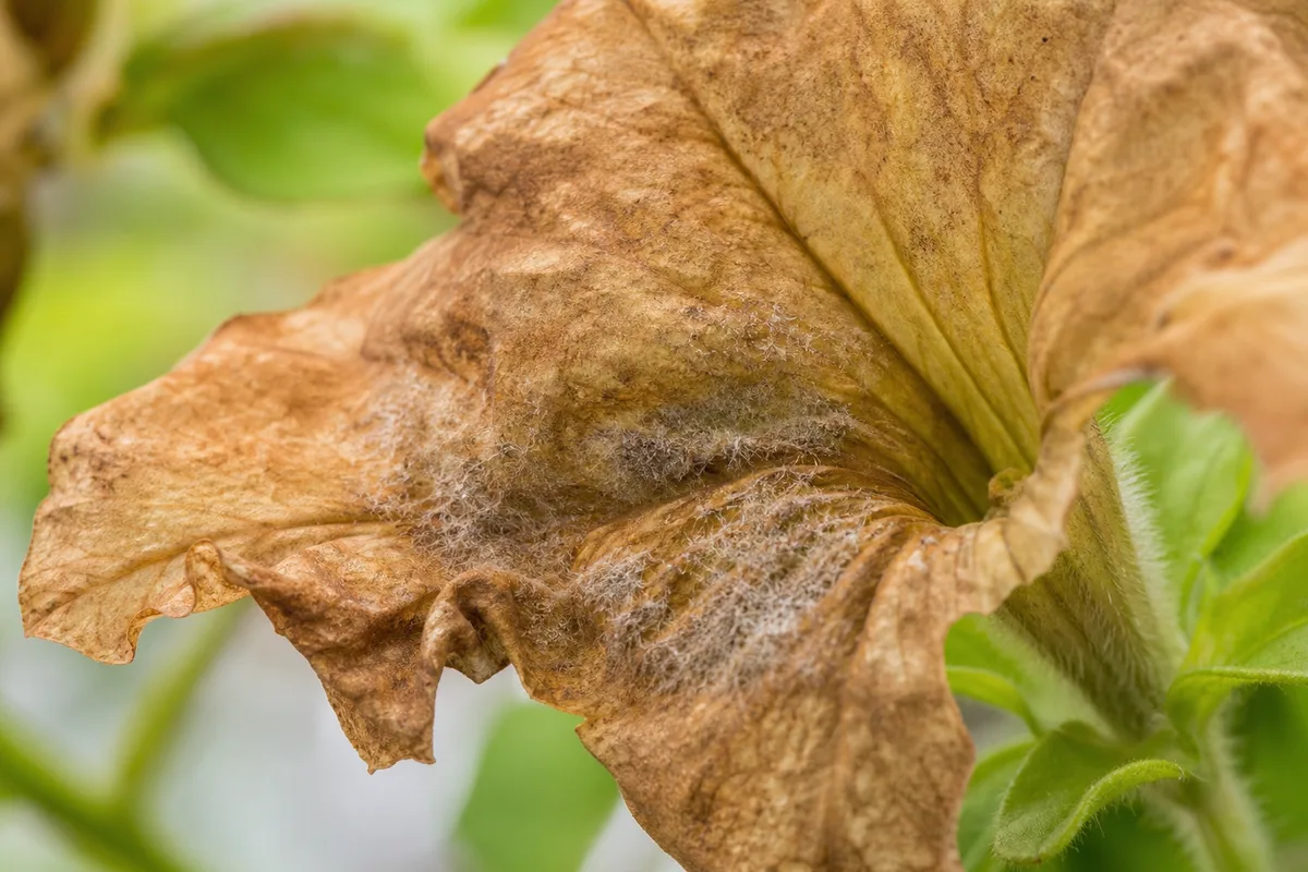Close-up of Flowers Turning Brown on Petunia - diagnostic detail