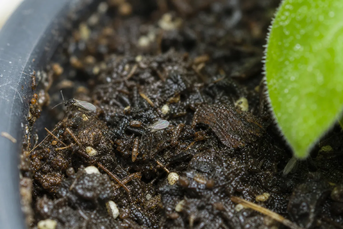 Close-up of Fungus Gnats on Petunia - diagnostic detail