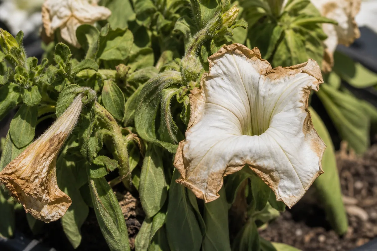 Close-up of Heat Stress on Petunia - diagnostic detail
