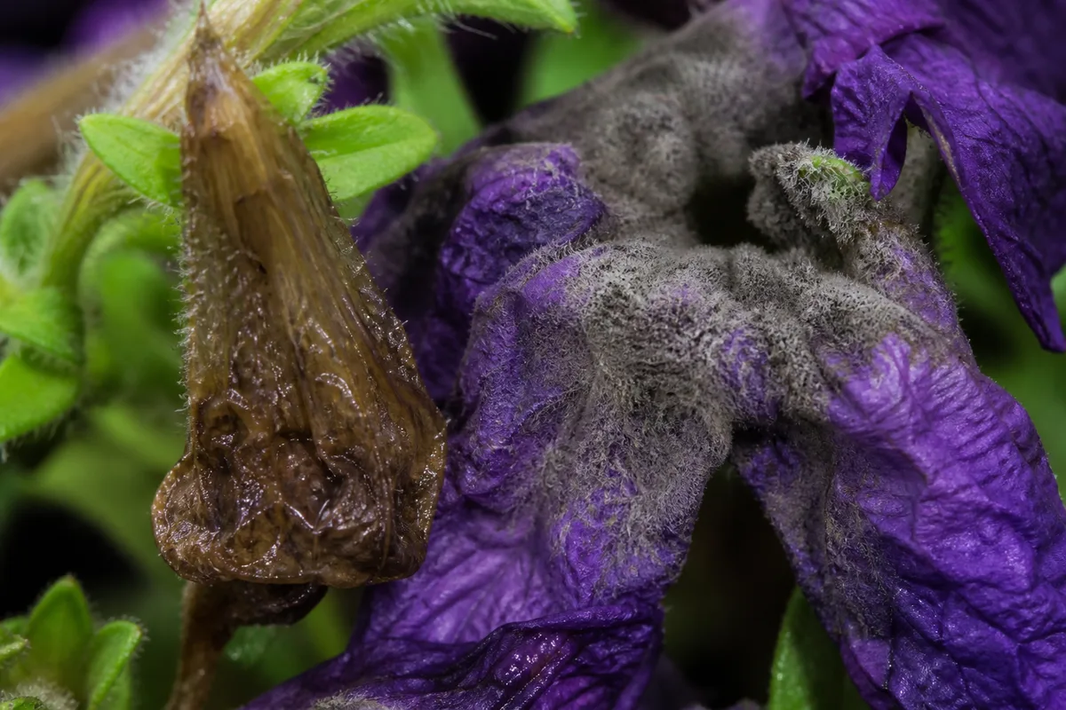 Close-up of High Humidity on Petunia - diagnostic detail
