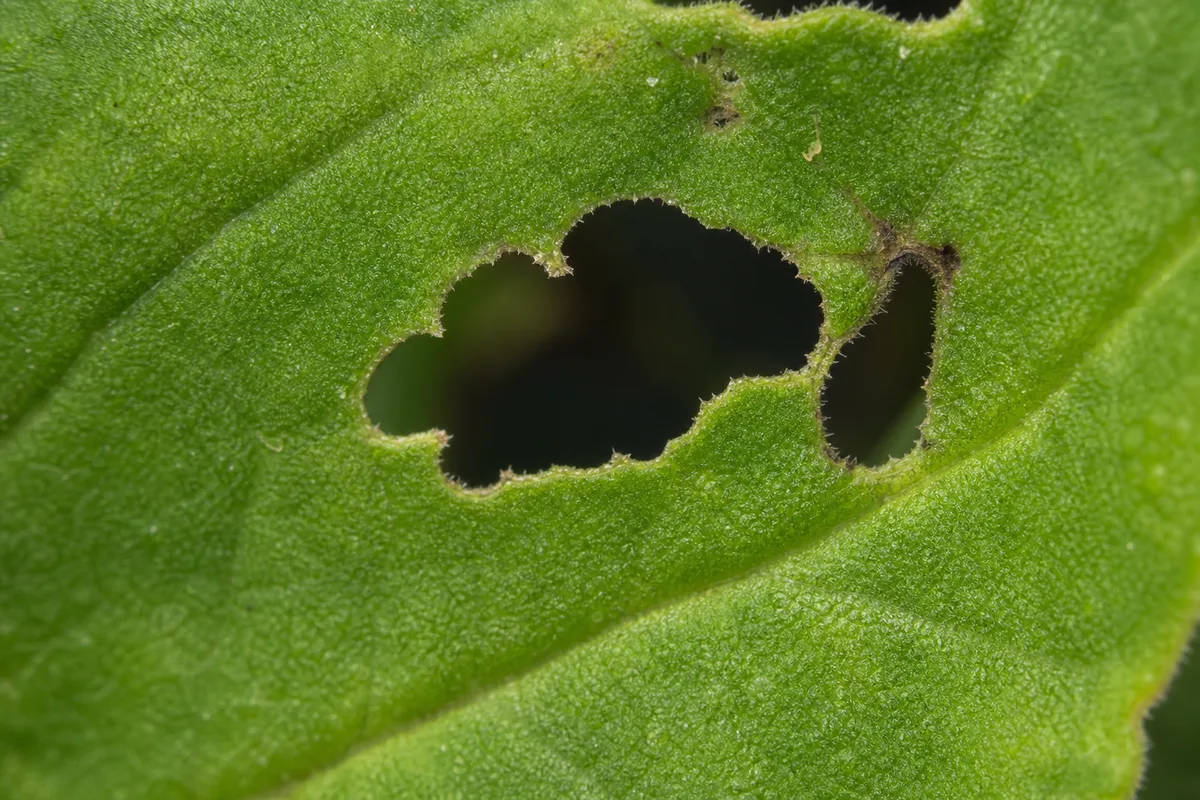 Close-up of Holes in Leaves on Petunia - diagnostic detail