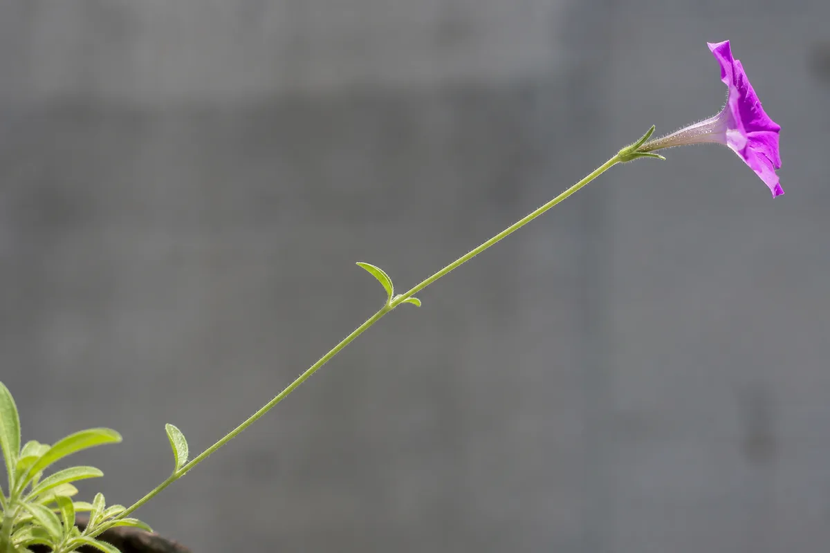 Leggy petunia stems in a container — dark cultivars look tired faster when underfed or shaded