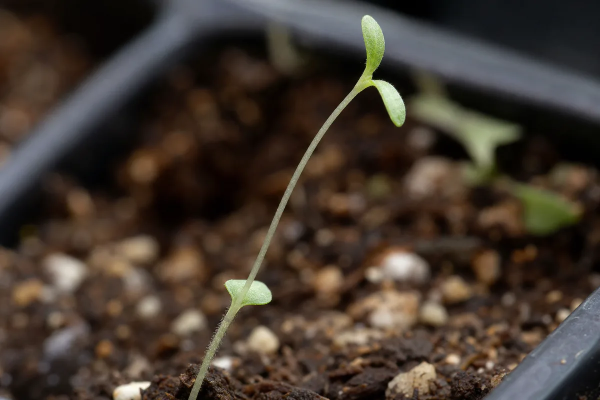 Close-up of Leggy Seedlings on Petunia - diagnostic detail