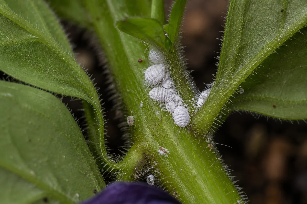 Close-up of Mealybugs on Petunia - diagnostic detail