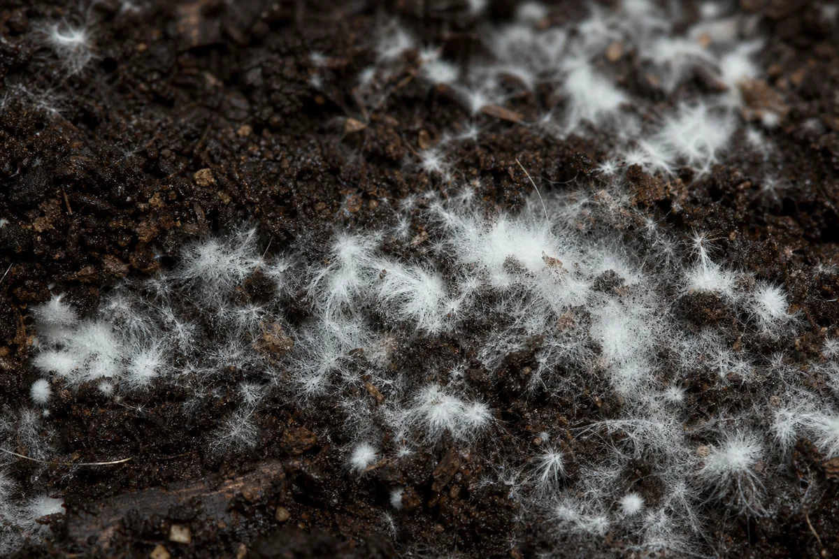 Close-up of Mold on Soil on Petunia - diagnostic detail