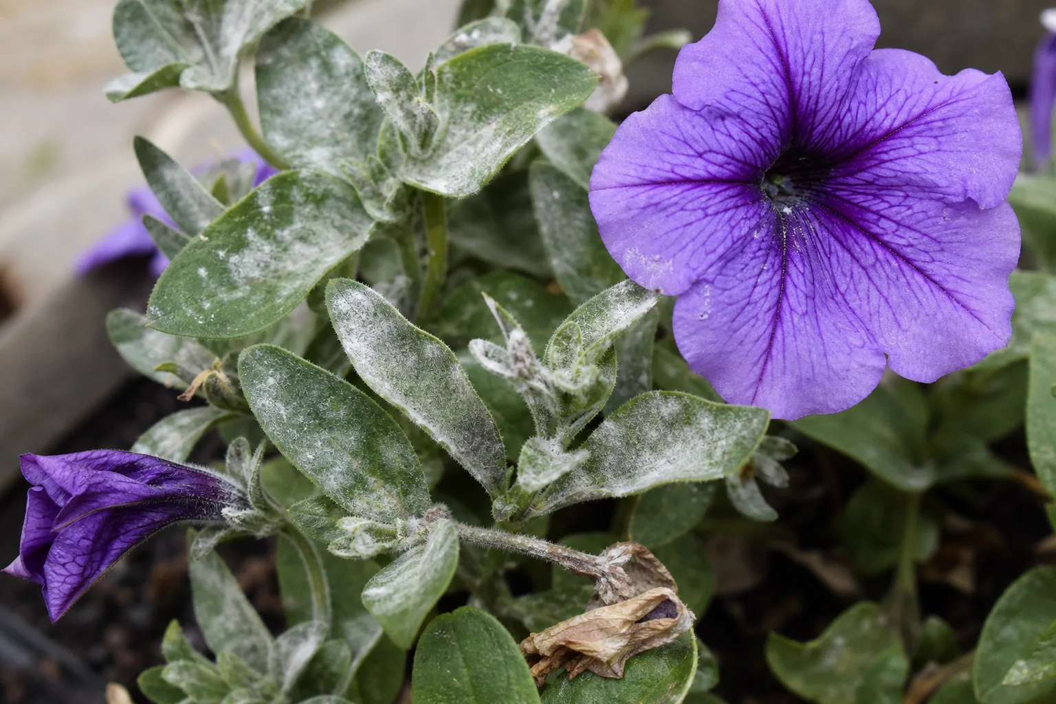Powdery Mildew on Petunia - visible symptom on the plant