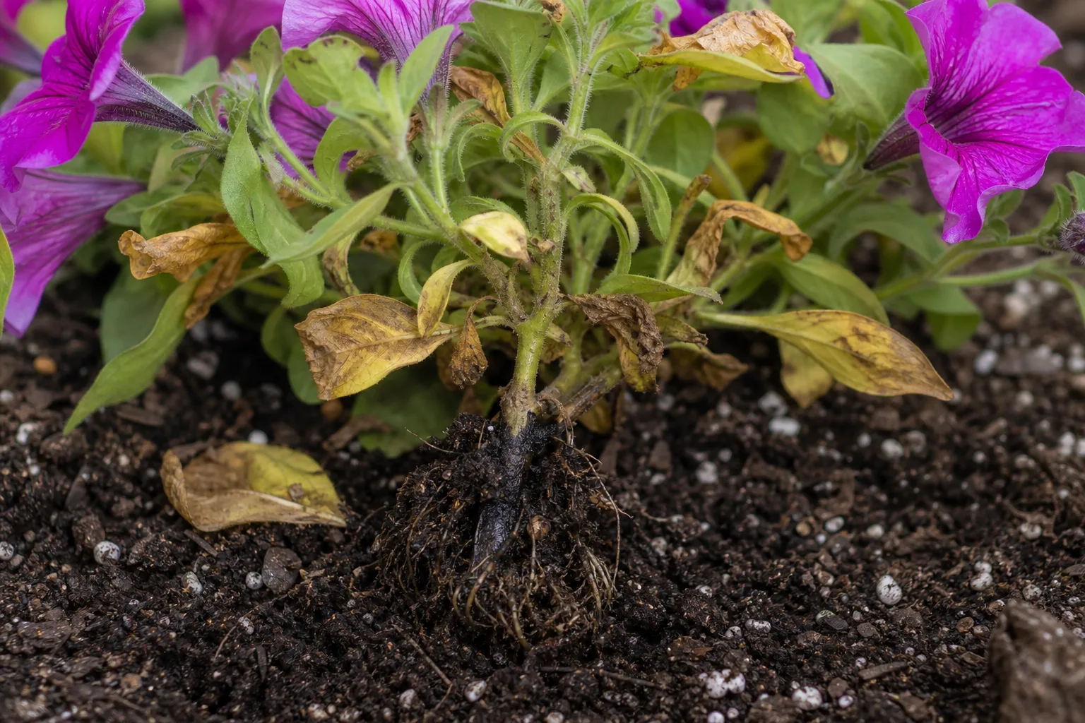 Root Rot on Petunia - visible symptom on the plant