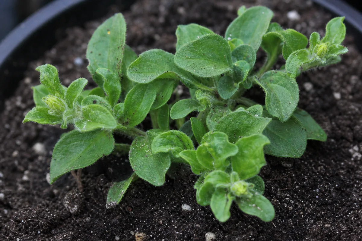 Close-up of Slow Growth on Petunia - diagnostic detail