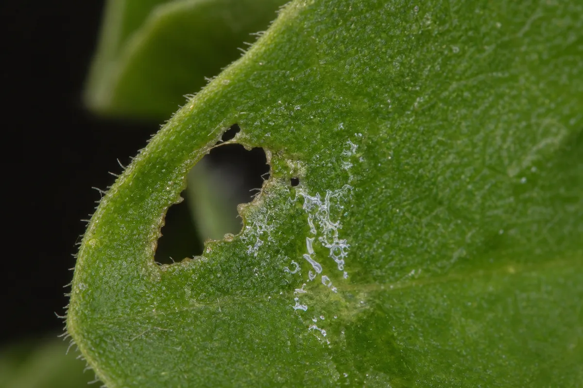 Close-up of Slugs and Snails on Petunia - diagnostic detail