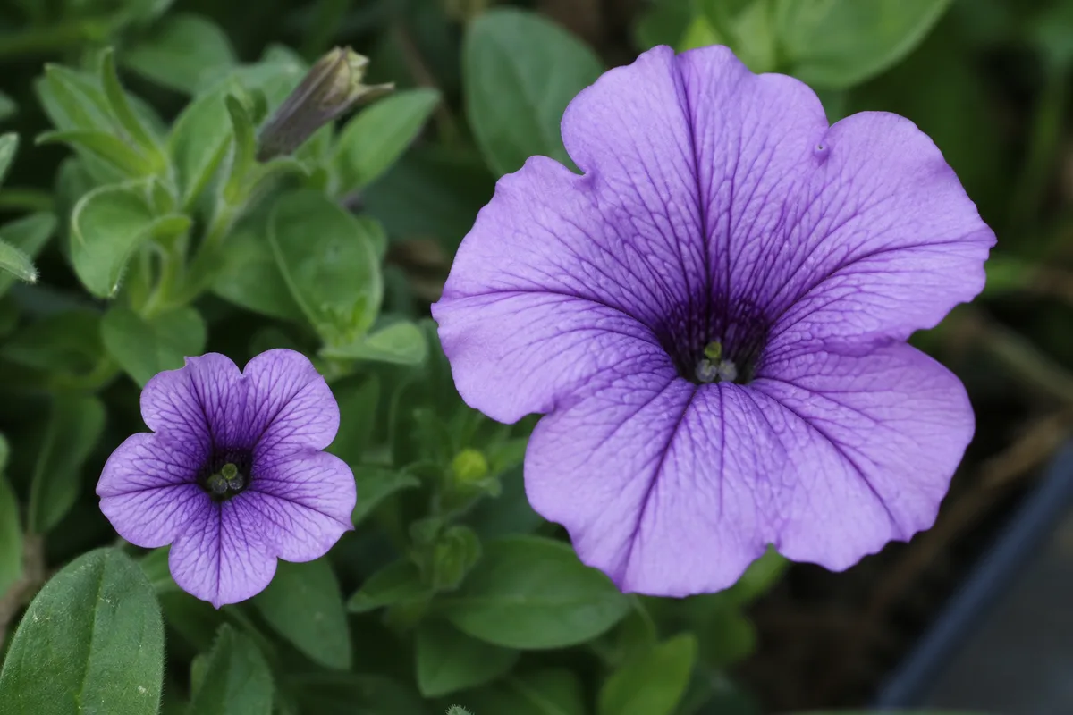 Close-up of Small Flowers on Petunia - diagnostic detail