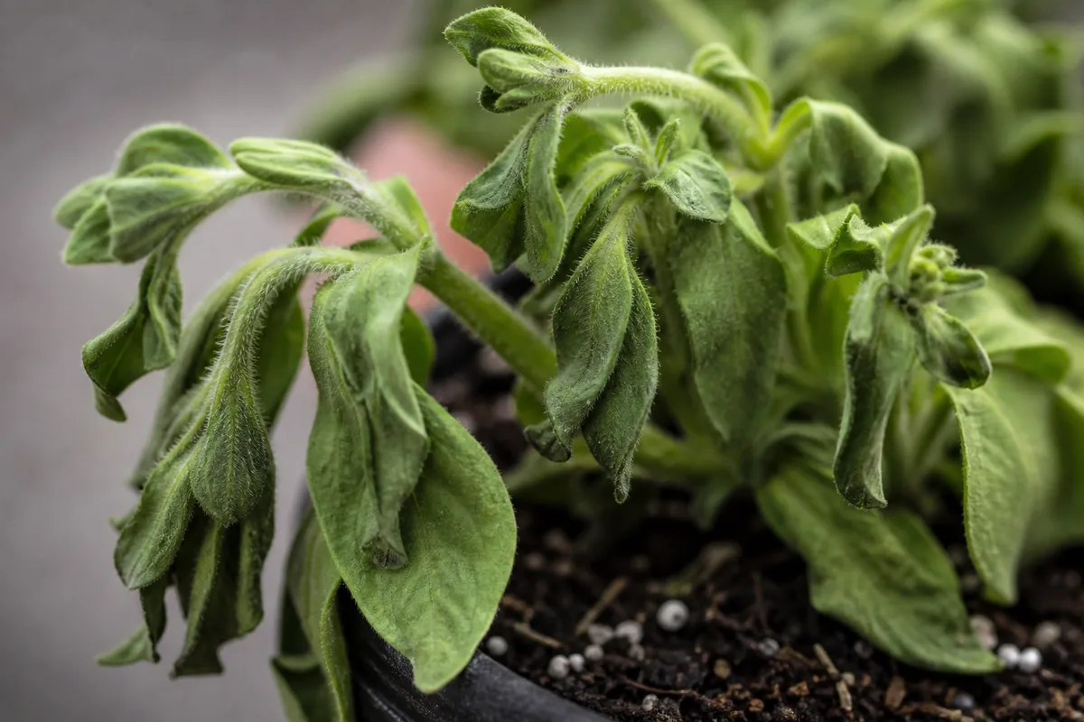 Close-up of Transplant Shock on Petunia - diagnostic detail