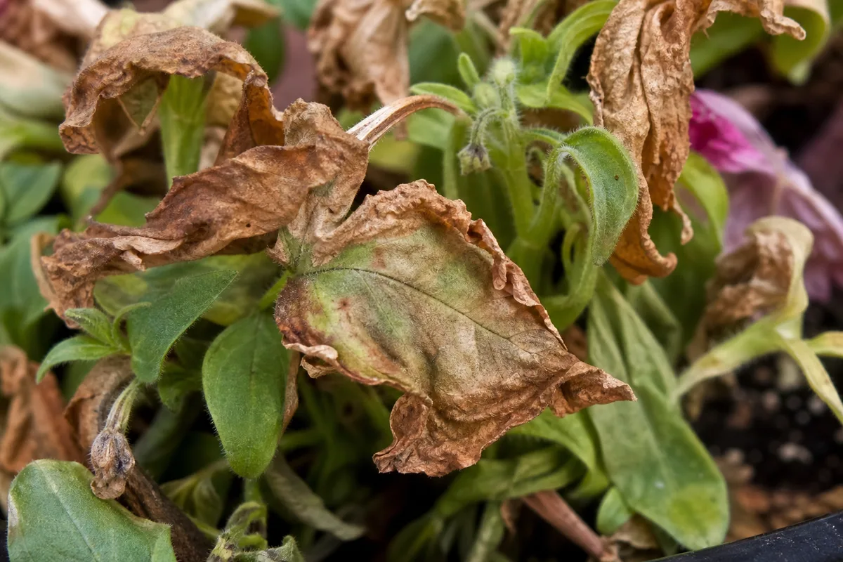 Close-up of Underwatering on Petunia - diagnostic detail