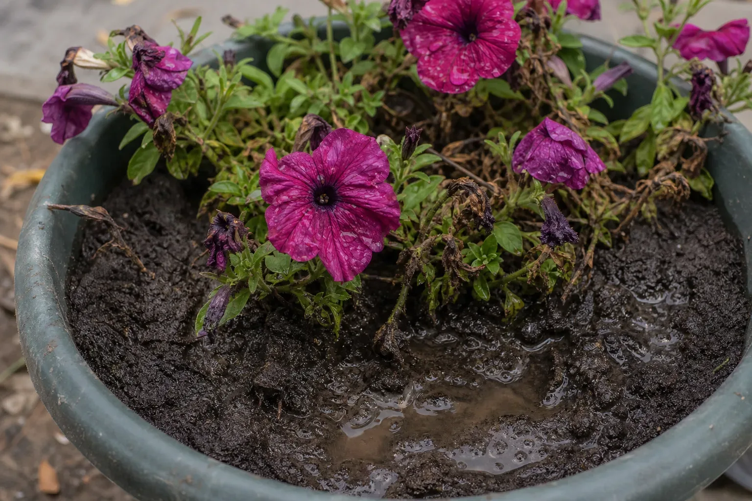 Wrong Soil Mix on Petunia - visible symptom on the plant