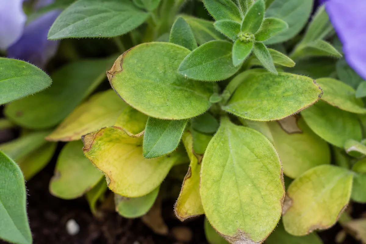 Close-up of Yellow Leaves on Petunia - diagnostic detail