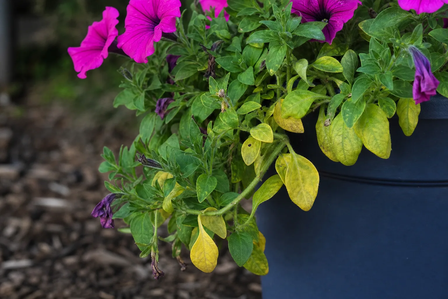 Yellow Leaves on Petunia - visible symptom on the plant