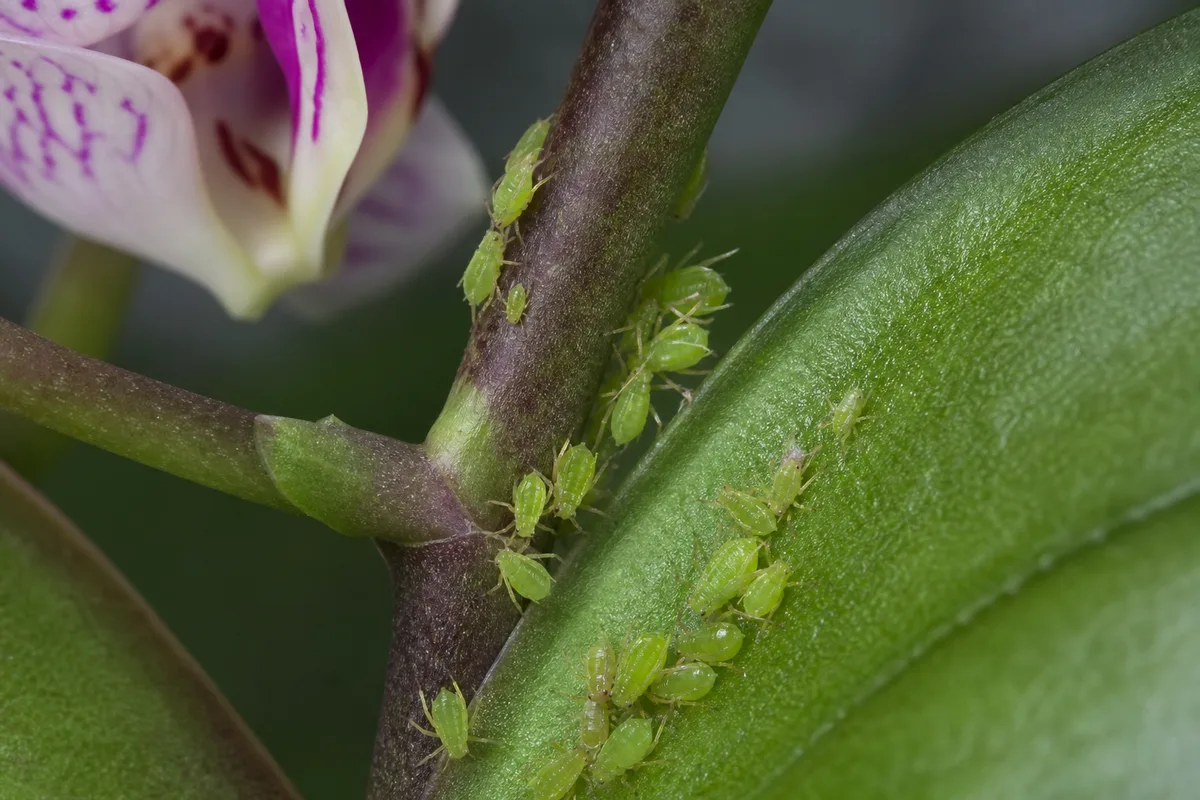 Close-up of Aphids on Phalaenopsis Orchid - diagnostic detail
