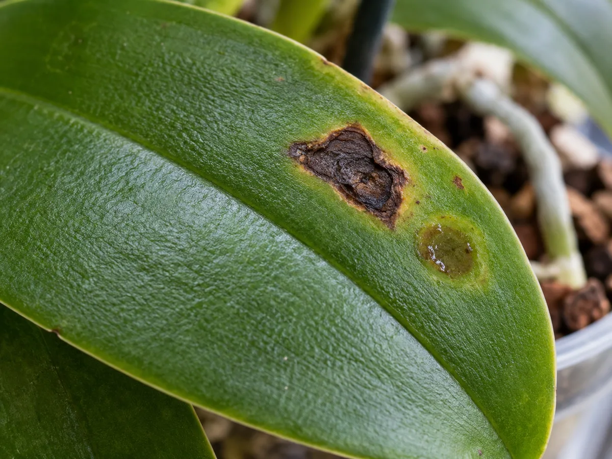 Phalaenopsis leaf with distinct dry and water-soaked dark lesions