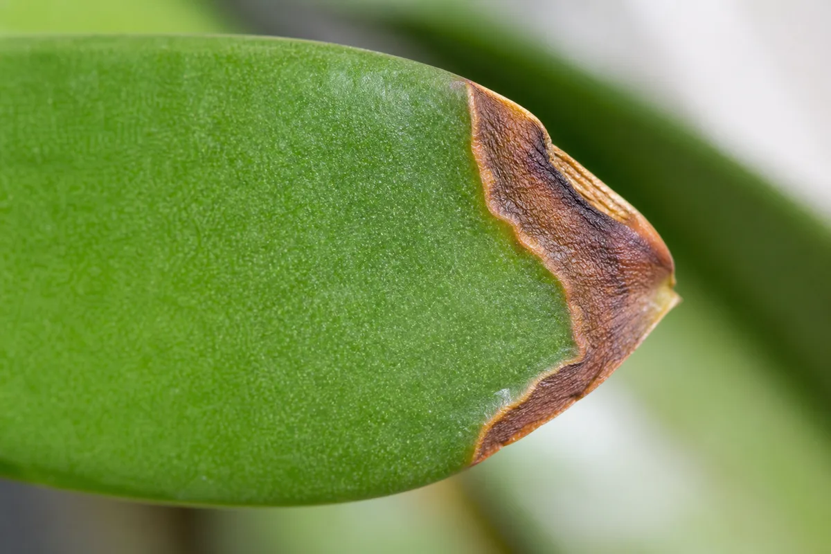 Close-up of Brown Tips on Phalaenopsis Orchid - diagnostic detail