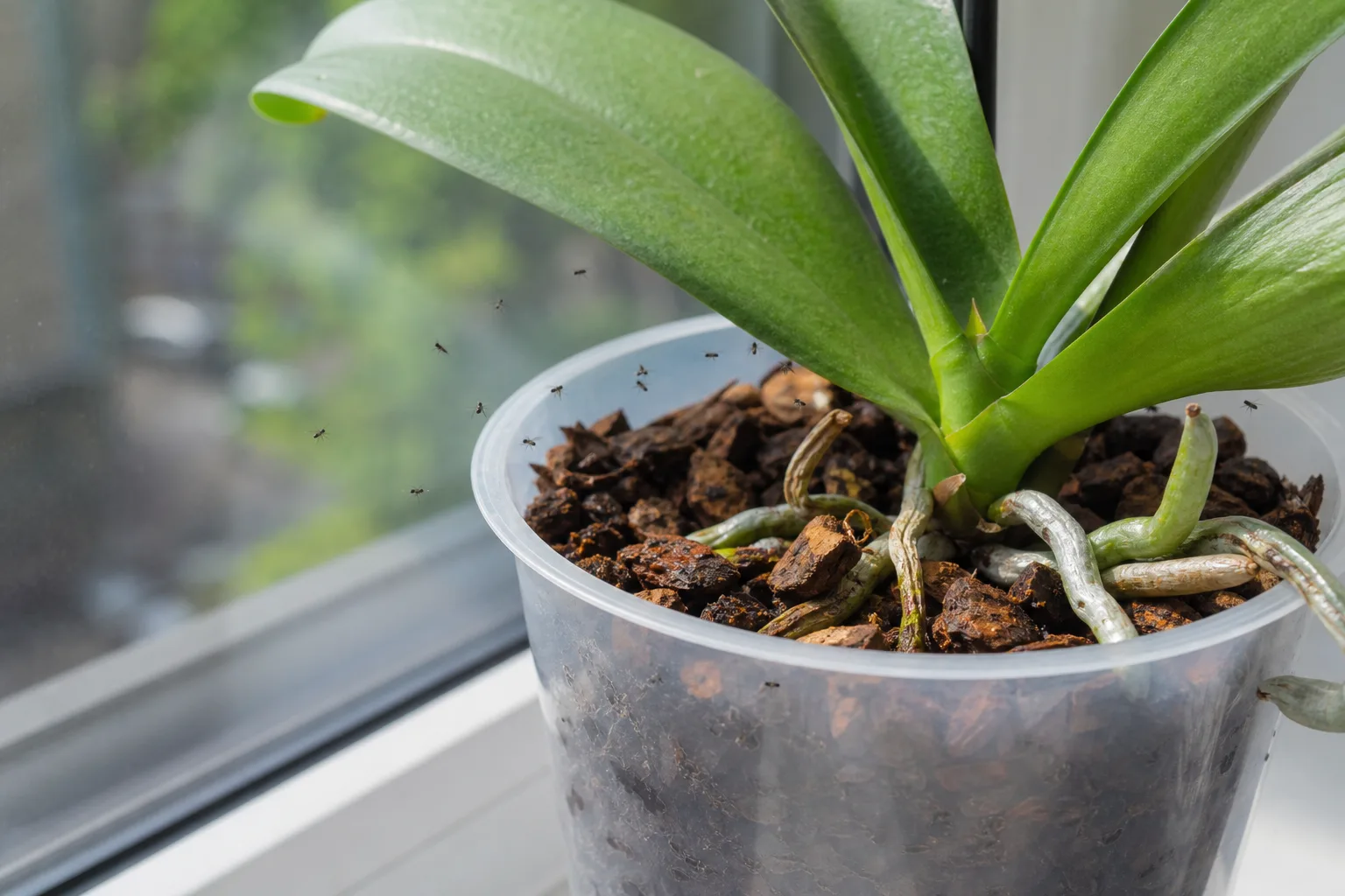 Fungus Gnats on Phalaenopsis Orchid - visible symptom on the plant