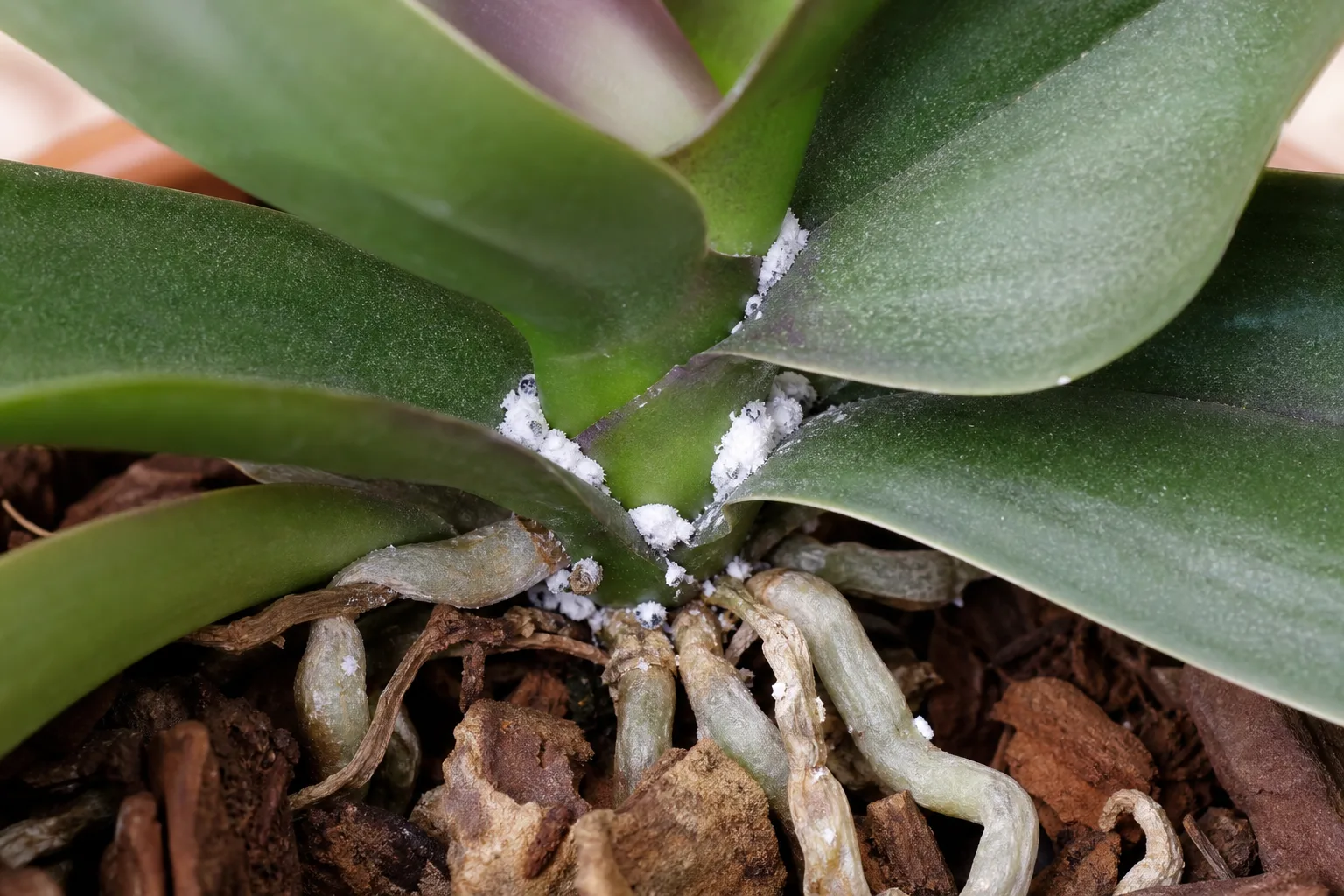 Mealybugs on Phalaenopsis Orchid - visible symptom on the plant