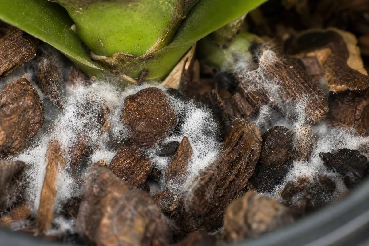 Close-up of Mold on Soil on Phalaenopsis Orchid - diagnostic detail