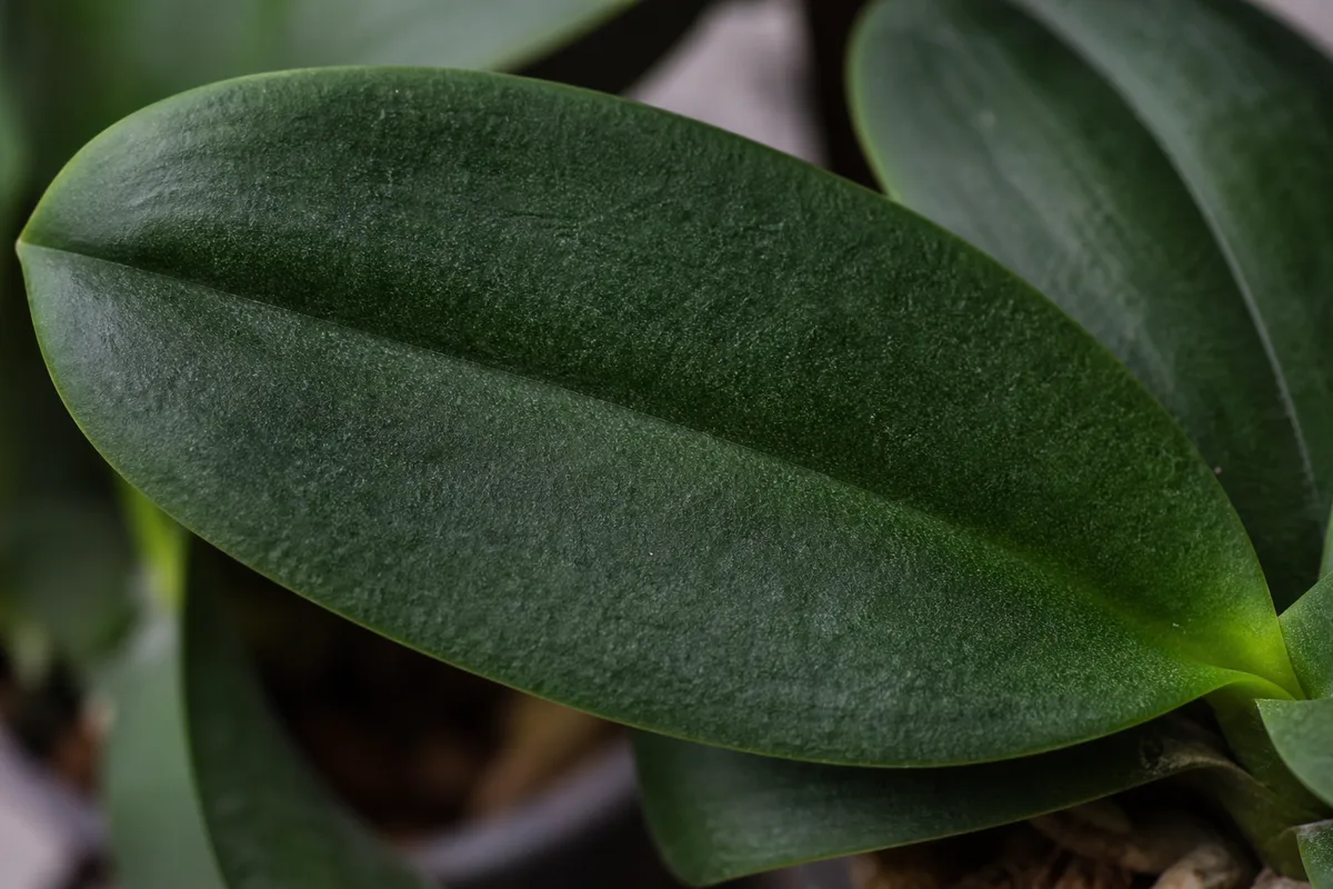 Close-up of Not Enough Light on Phalaenopsis Orchid - diagnostic detail
