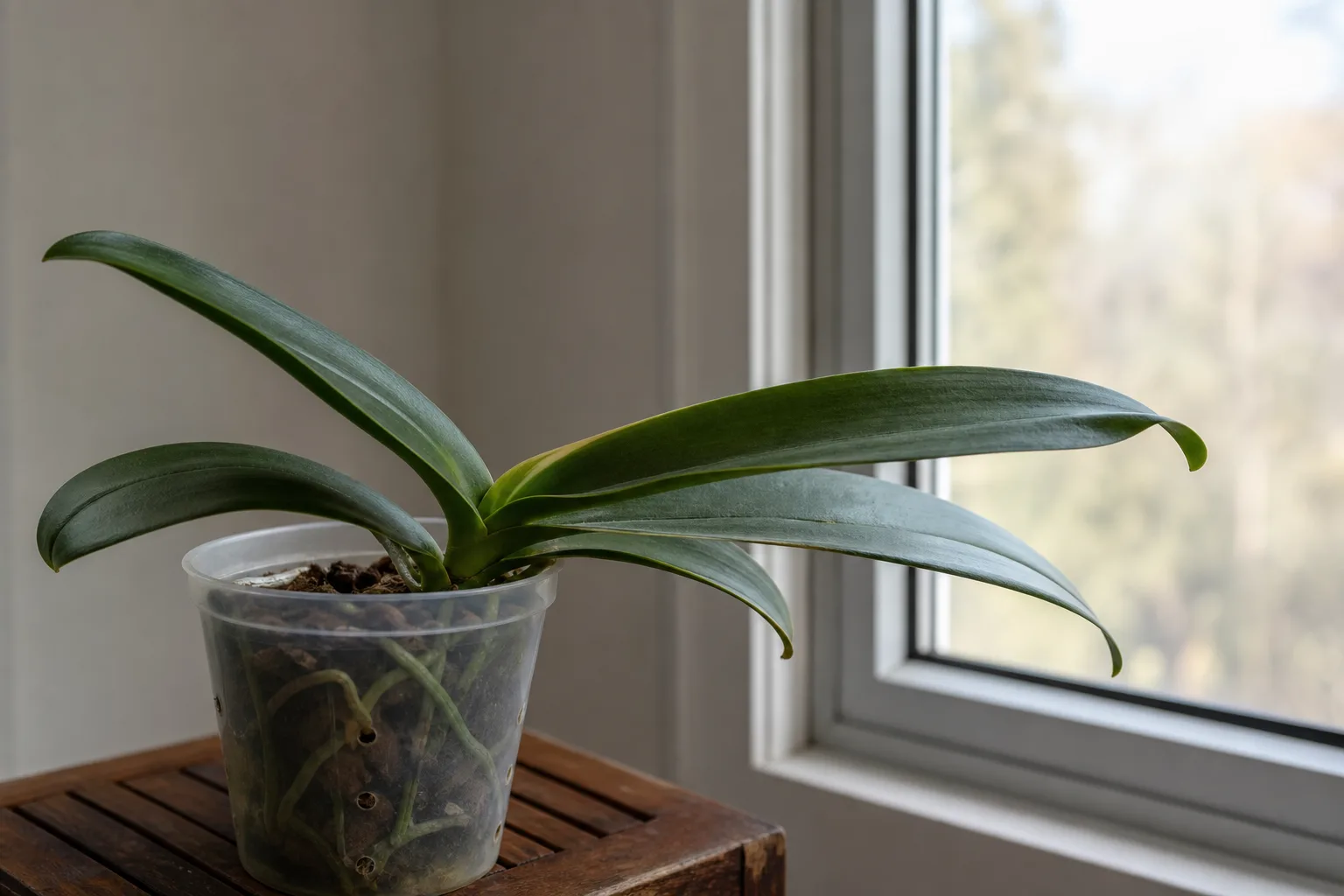 Not Enough Light on Phalaenopsis Orchid - visible symptom on the plant