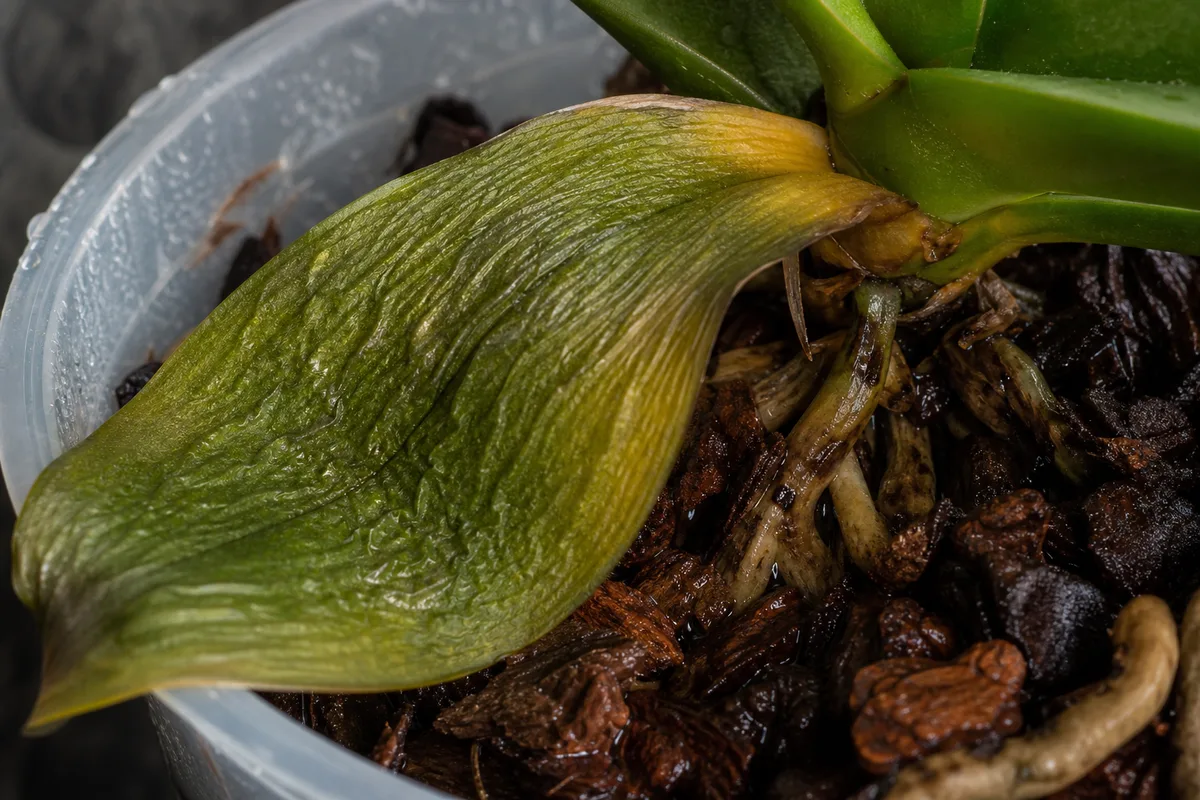 Close-up of Overwatering on Phalaenopsis Orchid - diagnostic detail