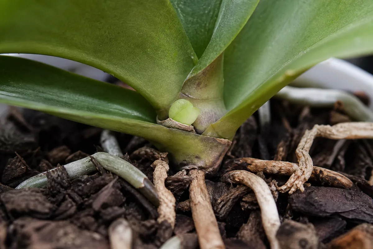 Close-up of Slow Growth on Phalaenopsis Orchid - diagnostic detail