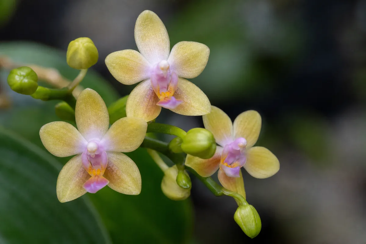 Close-up of Small Flowers on Phalaenopsis Orchid - diagnostic detail
