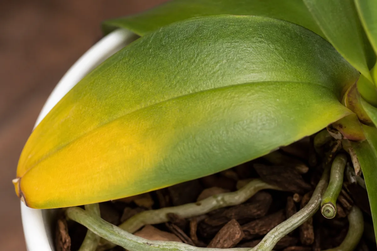 Close-up of Yellow Leaves on Phalaenopsis Orchid - diagnostic detail