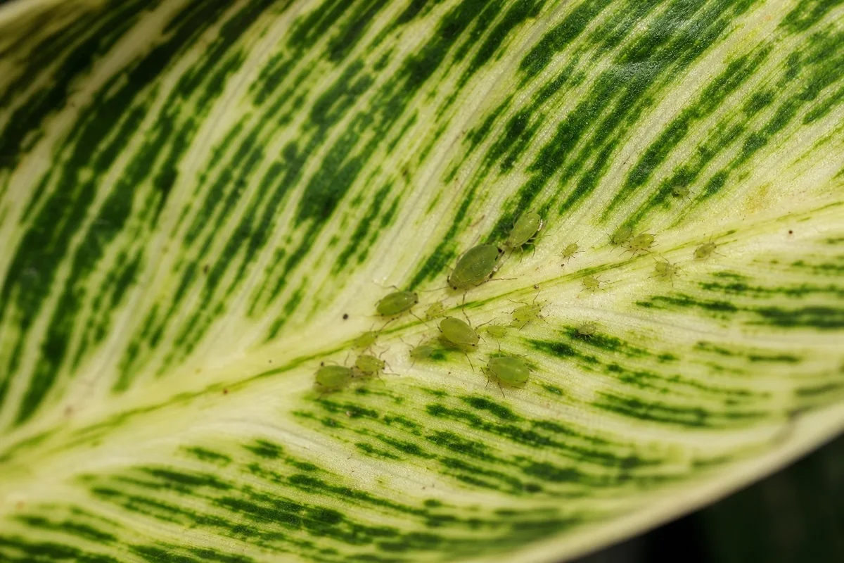 Close-up of Aphids on Philodendron Birkin - diagnostic detail