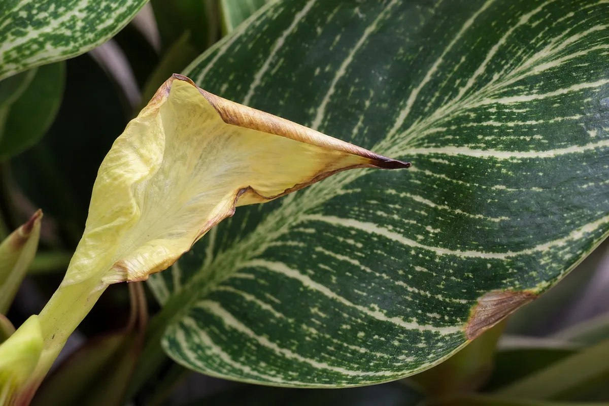 Close-up of Calcium Deficiency on Philodendron Birkin - diagnostic detail