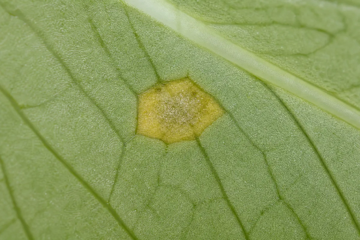 Close-up of Downy Mildew on Philodendron Birkin - diagnostic detail