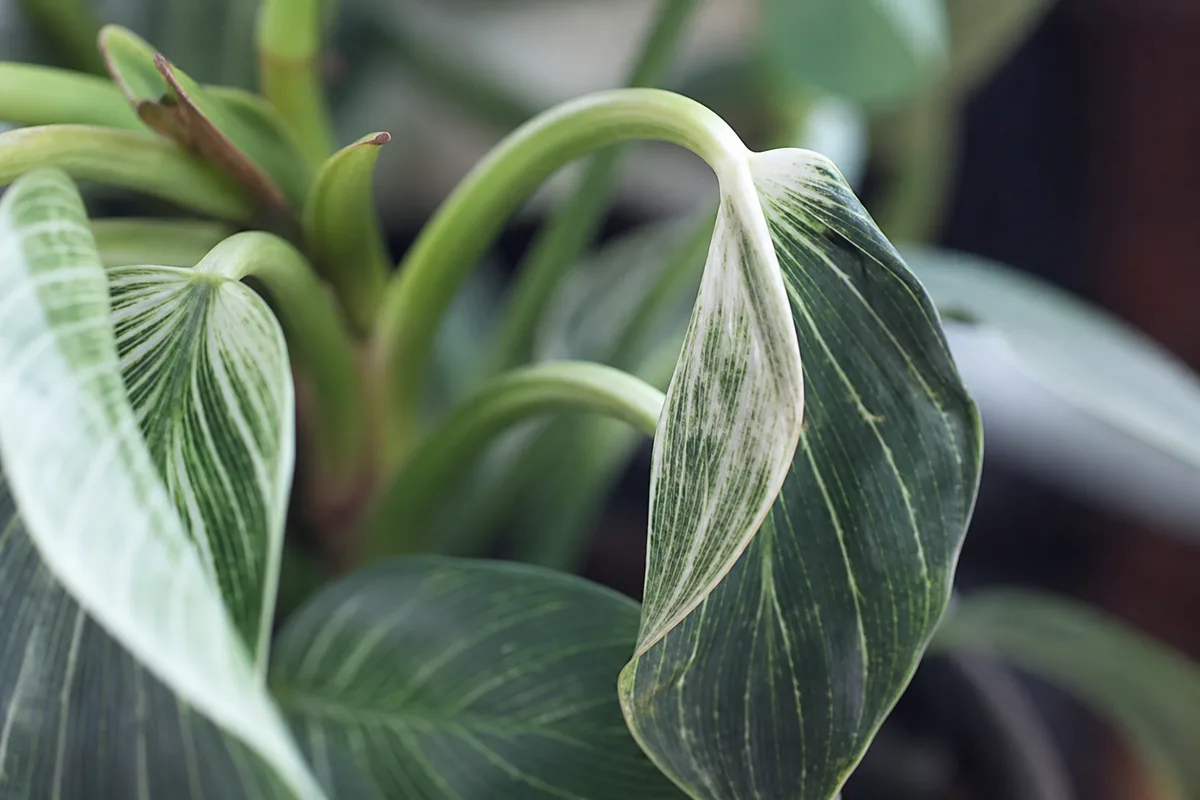 Close-up of Drooping Leaves on Philodendron Birkin - diagnostic detail