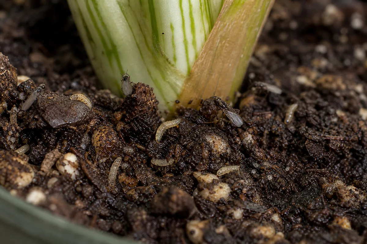 Close-up of Fungus Gnats on Philodendron Birkin - diagnostic detail