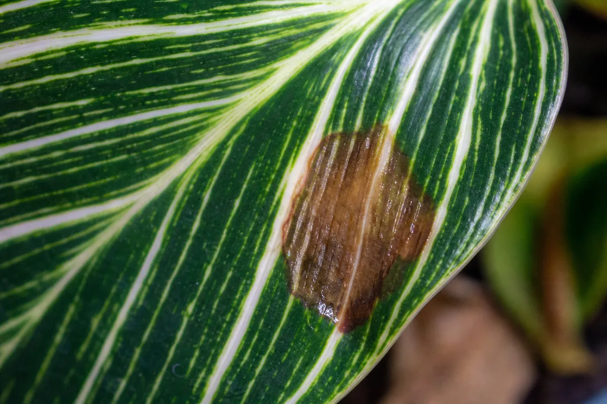 Close-up of High Humidity on Philodendron Birkin - diagnostic detail
