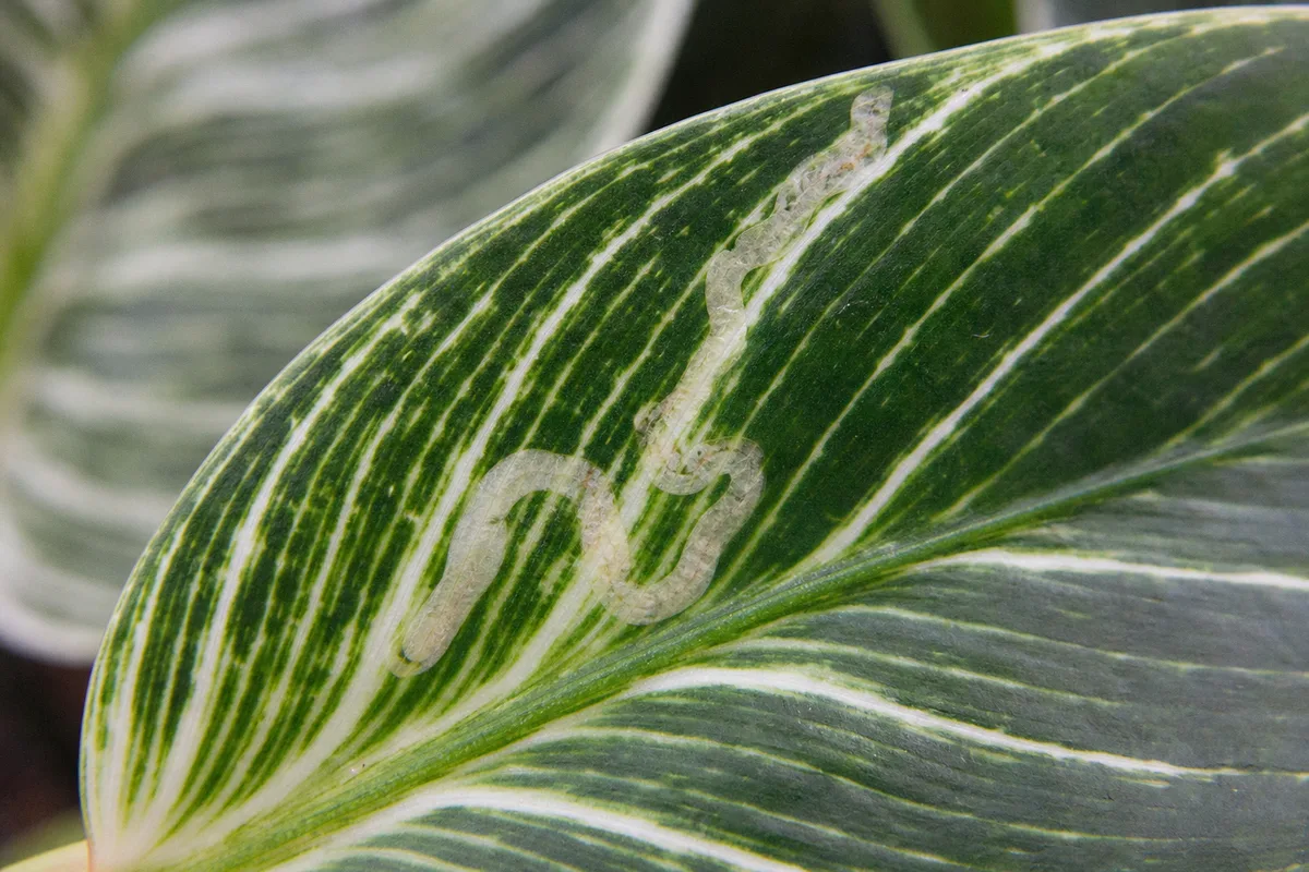 Close-up of Leaf Miners on Philodendron Birkin - diagnostic detail