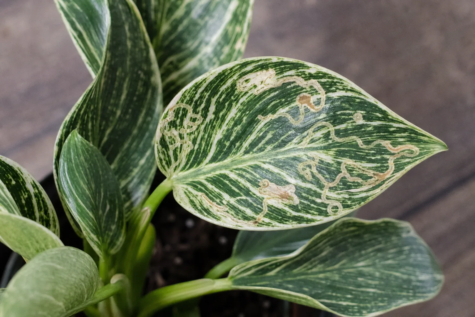 Leaf Miners on Philodendron Birkin - visible symptom on the plant