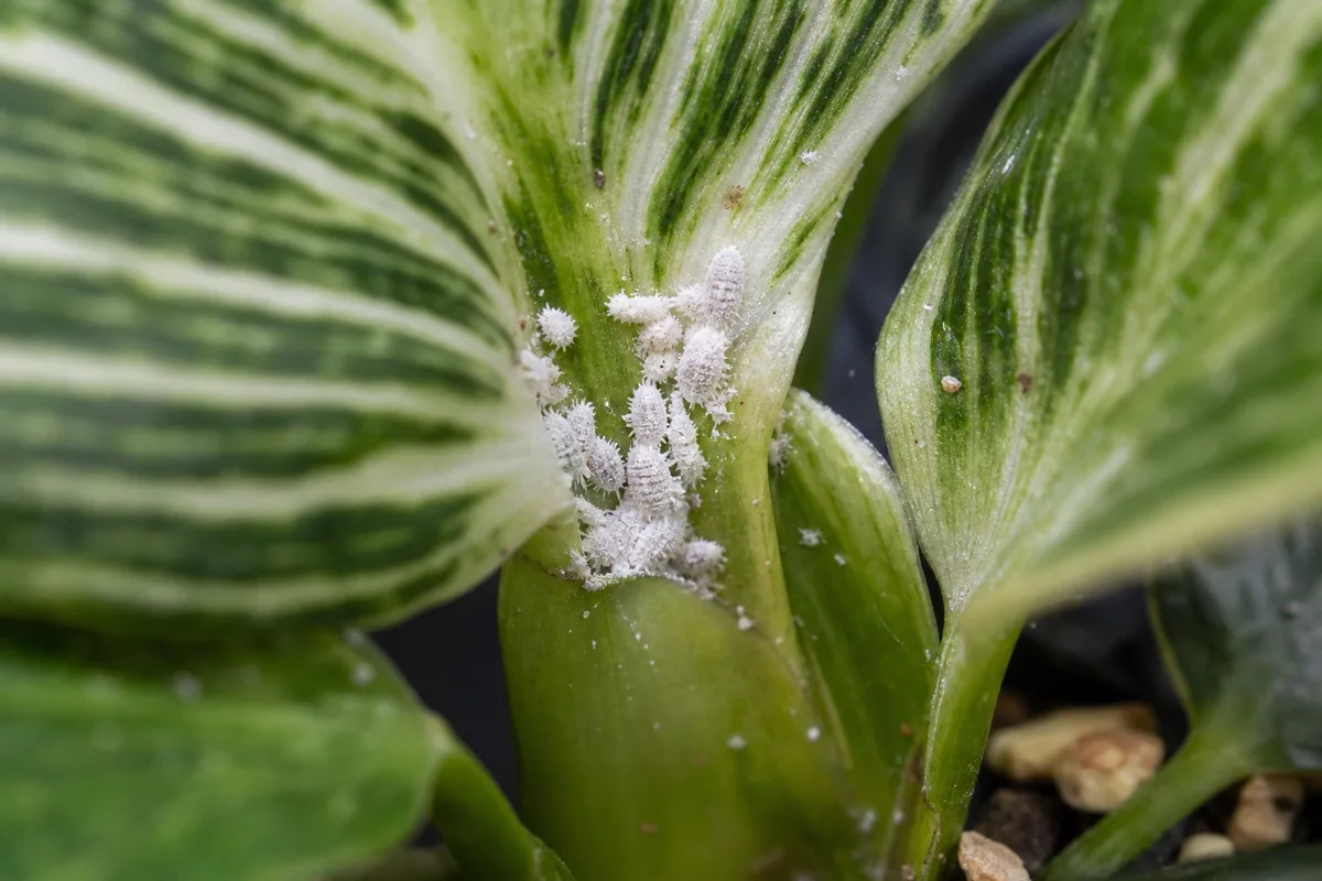 Close-up of Mealybugs on Philodendron Birkin - diagnostic detail