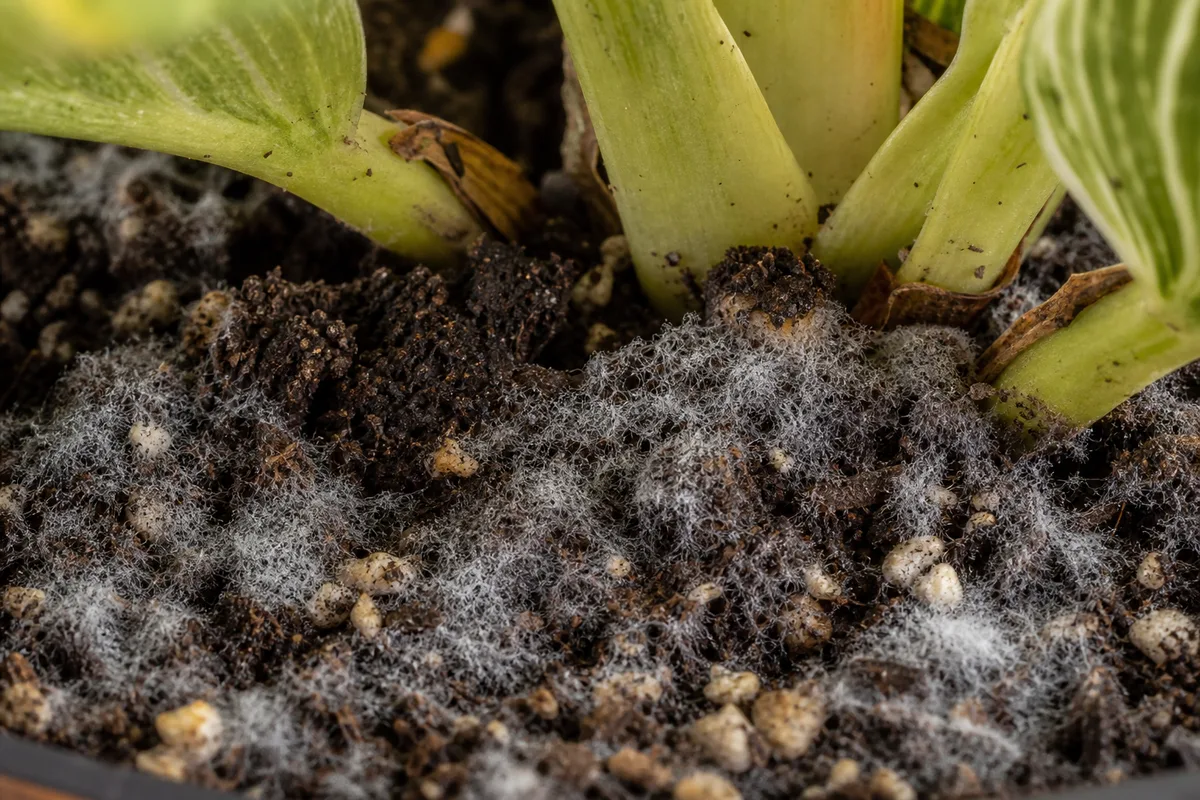 Close-up of Mold on Soil on Philodendron Birkin - diagnostic detail