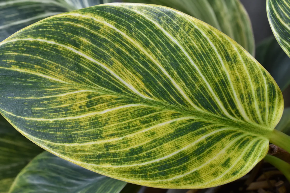Close-up of Nutrient Lockout on Philodendron Birkin - diagnostic detail