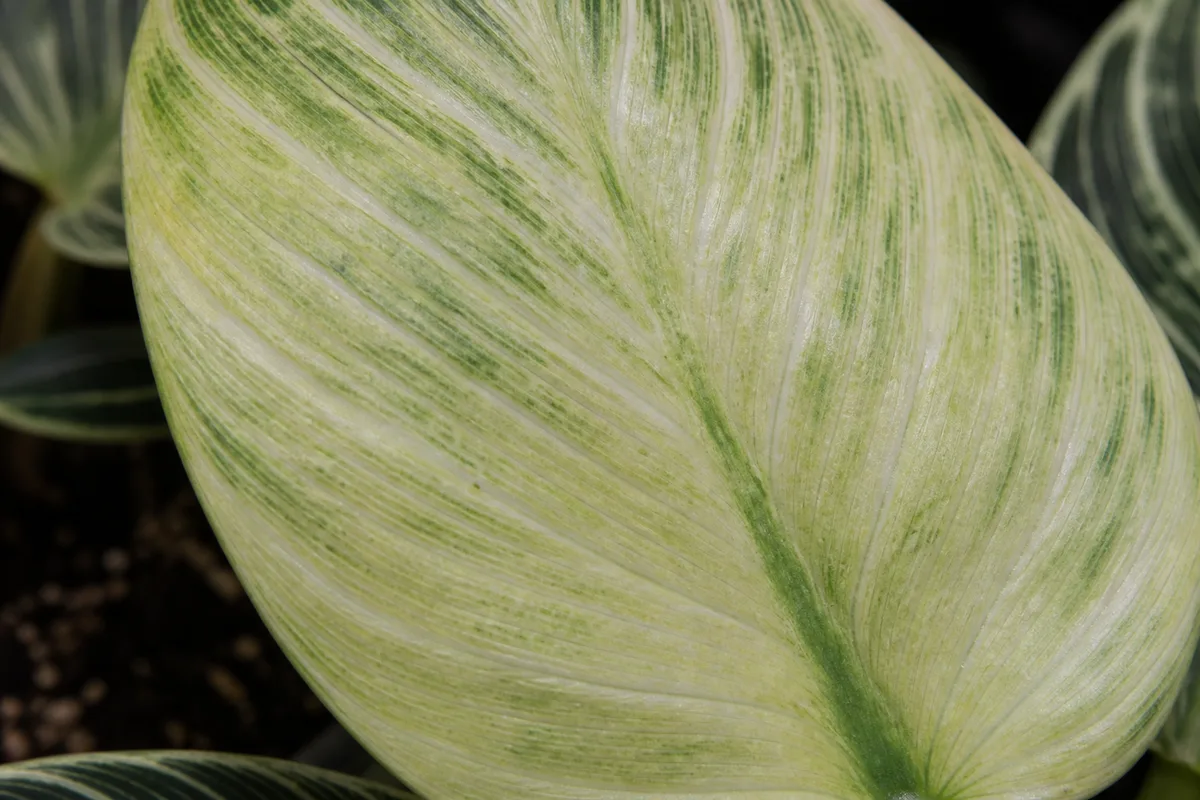 Close-up of Pale Leaves on Philodendron Birkin - diagnostic detail