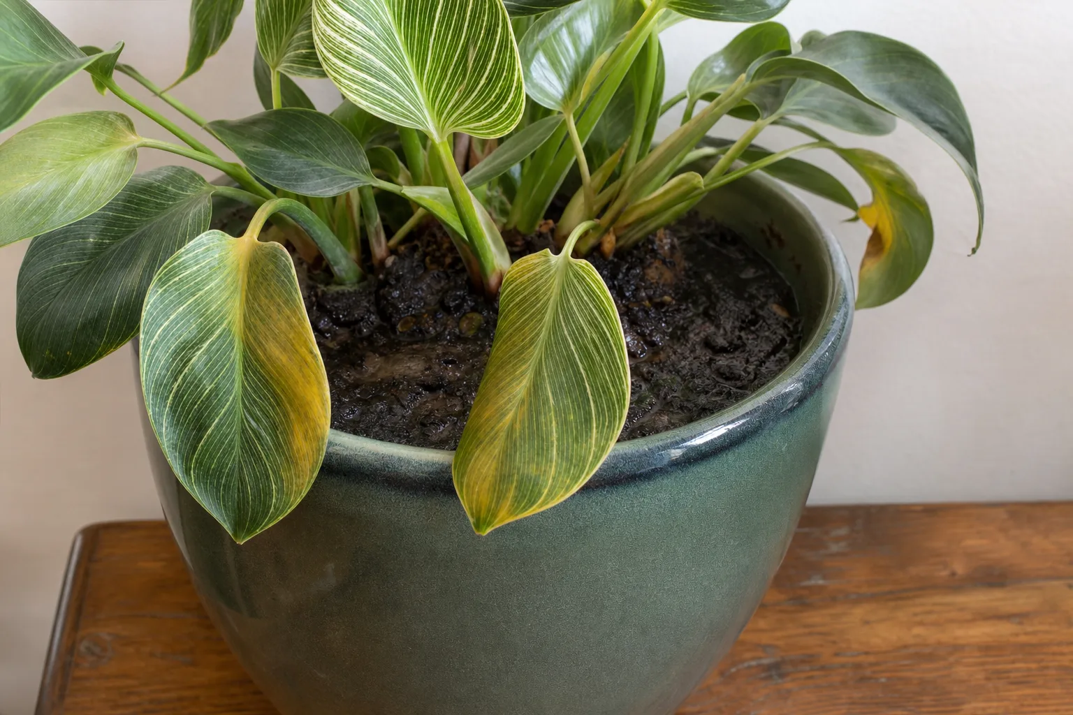 Poor Potting Setup on Philodendron Birkin - visible symptom on the plant